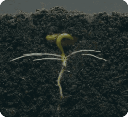 Estimulo del crecimiento