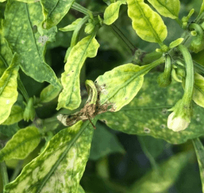 Deficiencia de nutrientes