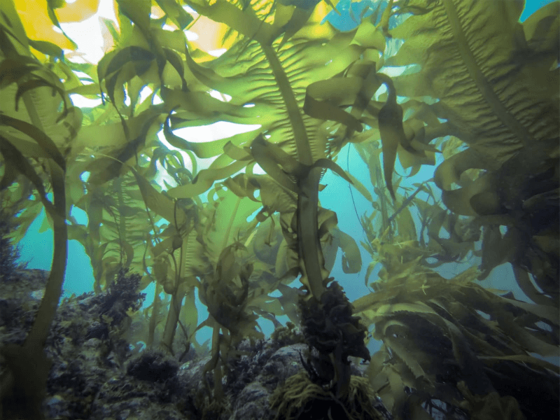 Optimiza el Metabolismo y la Adaptación de tus Cultivos